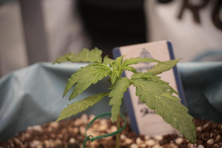 Amnesia Skunk The Zamnesia Way. Week 2 - Amnesia Skunk