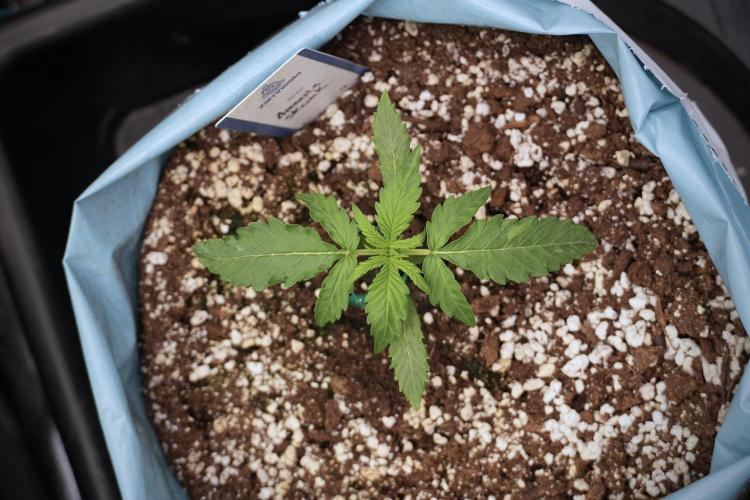 Amnesia Skunk The Zamnesia Way. Week 2 - Amnesia Skunk