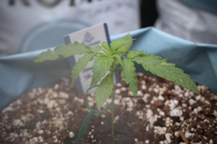 Amnesia Skunk The Zamnesia Way. Week 2 - Amnesia Skunk