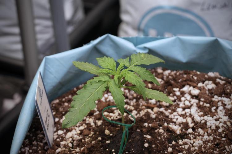 Amnesia Skunk The Zamnesia Way. Week 2 - Amnesia Skunk