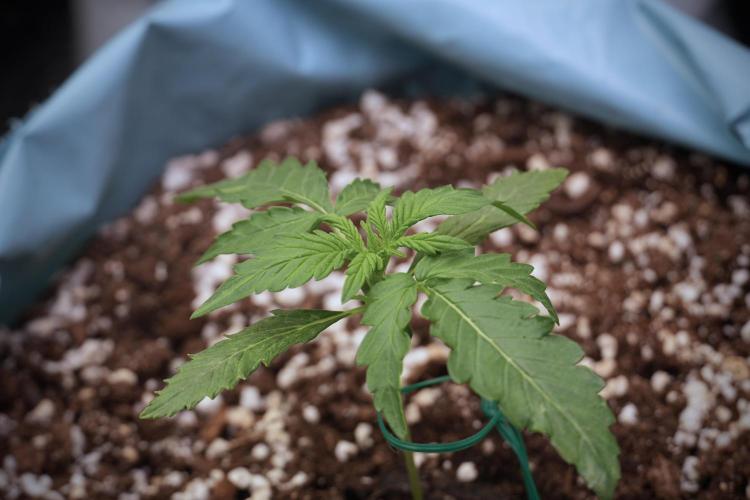 Amnesia Skunk The Zamnesia Way. Week 2 - Amnesia Skunk