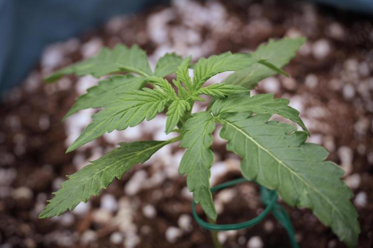 Amnesia Skunk The Zamnesia Way. Week 2 - Amnesia Skunk