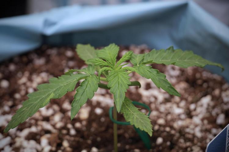 Amnesia Skunk The Zamnesia Way. Week 2 - Amnesia Skunk