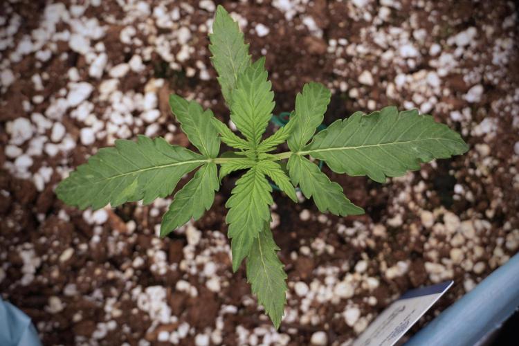 Amnesia Skunk The Zamnesia Way. Week 2 - Amnesia Skunk