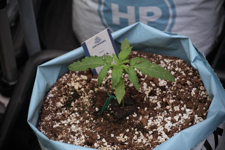 Amnesia Skunk The Zamnesia Way. Week 2 - Amnesia Skunk