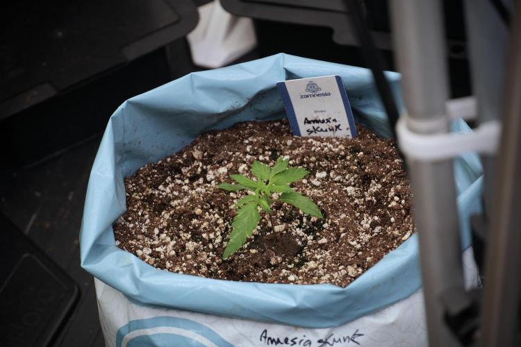 Amnesia Skunk The Zamnesia Way. Week 2 - Amnesia Skunk