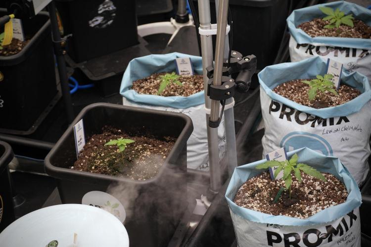 Amnesia Skunk The Zamnesia Way. Week 2 - Room and vibes 