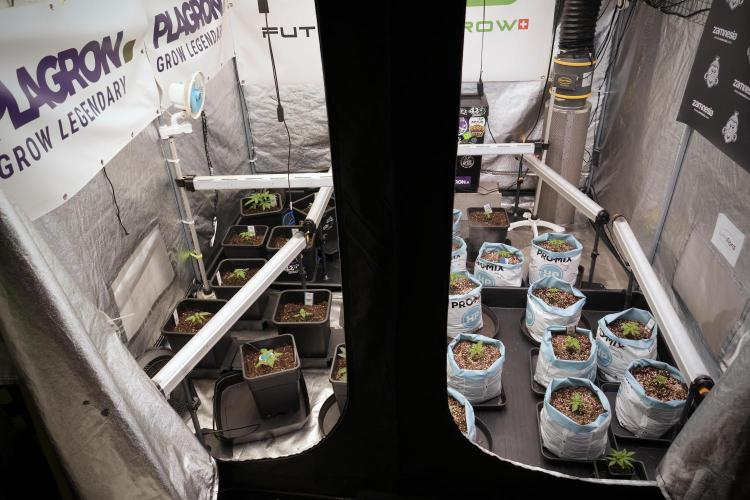 Amnesia Skunk The Zamnesia Way. Week 2 - Room and vibes 