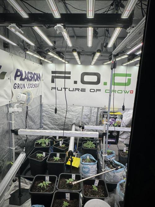 Amnesia Skunk The Zamnesia Way. Week 2 - Room and vibes 