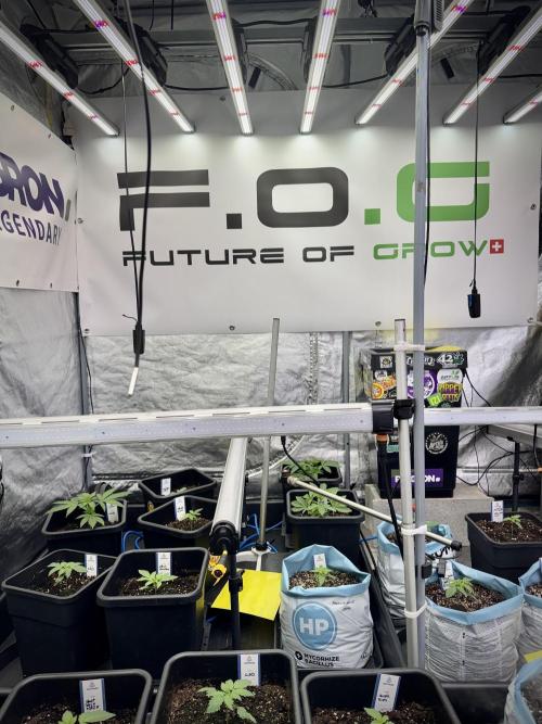 Amnesia Skunk The Zamnesia Way. Week 2 - Room and vibes 