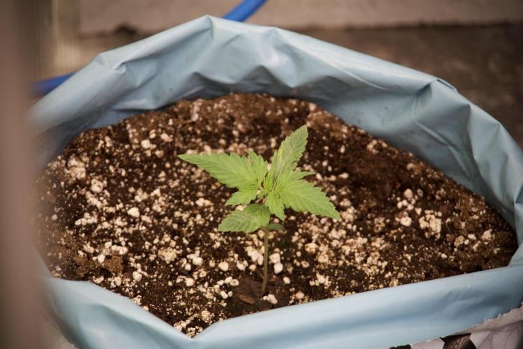 GMO Cookies Served with extra curiosity. Week 2 - GMO Cookies 