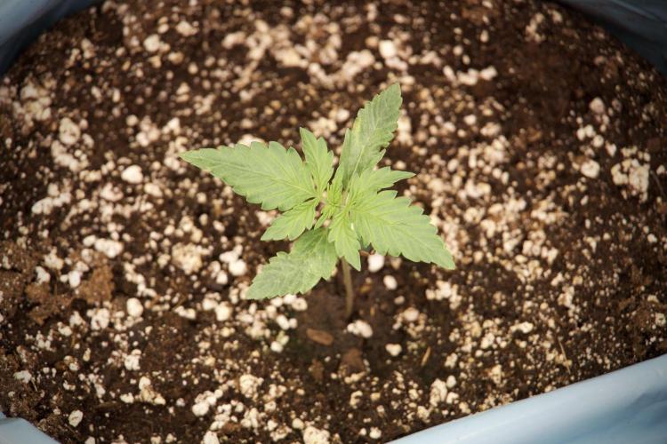 GMO Cookies Served with extra curiosity. Week 2 - GMO Cookies 