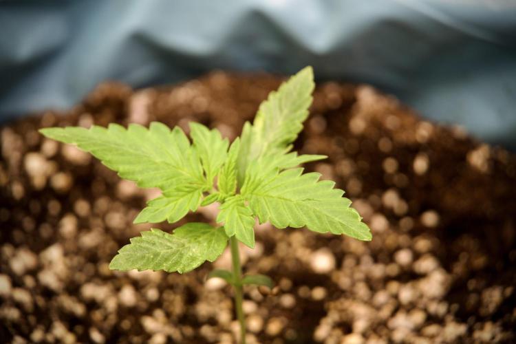 GMO Cookies Served with extra curiosity. Week 2 - GMO Cookies 