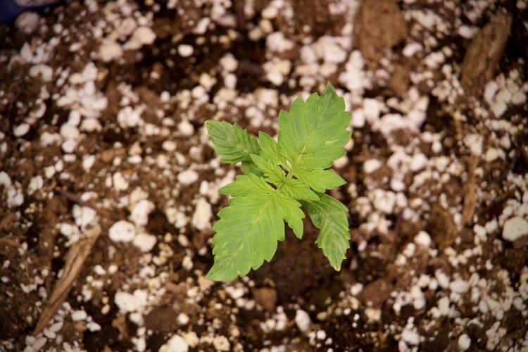 GMO Cookies Served with extra curiosity. Week 2 - GMO Cookies 