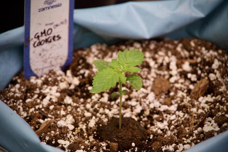 GMO Cookies Served with extra curiosity. Week 2 - GMO Cookies 