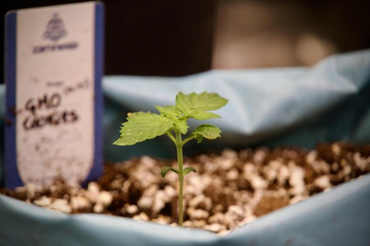 GMO Cookies Served with extra curiosity. Week 2 - GMO Cookies 