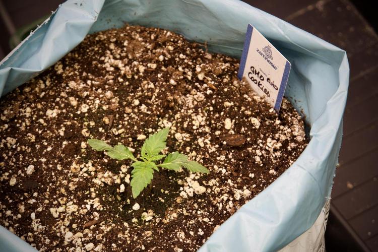 GMO Cookies Served with extra curiosity. Week 2 - GMO Cookies 