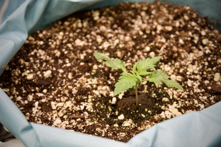 GMO Cookies Served with extra curiosity. Week 2 - GMO Cookies 