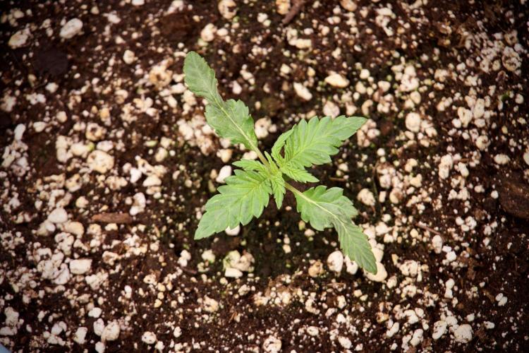 GMO Cookies Served with extra curiosity. Week 2 - GMO Cookies 