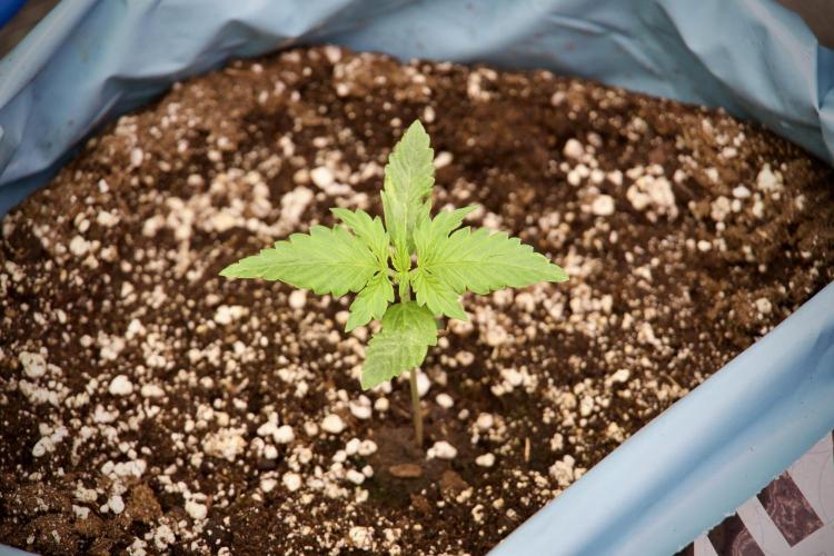 GMO Cookies Served with extra curiosity. Week 2 - GMO Cookies 