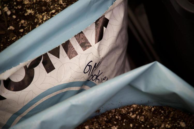 GMO Cookies Served with extra curiosity. Week 2 - GMO Cookies 