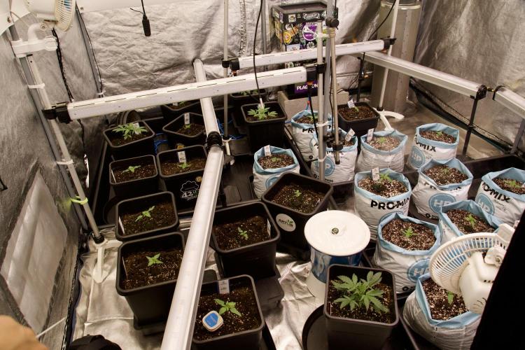 GMO Cookies Served with extra curiosity. Week 2 - Room and vibes 