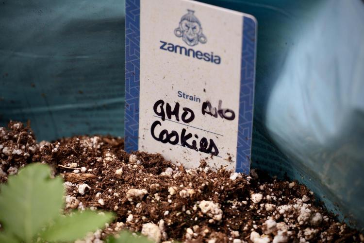 GMO Cookies Served with extra curiosity. Week 2 - GMO Cookies 