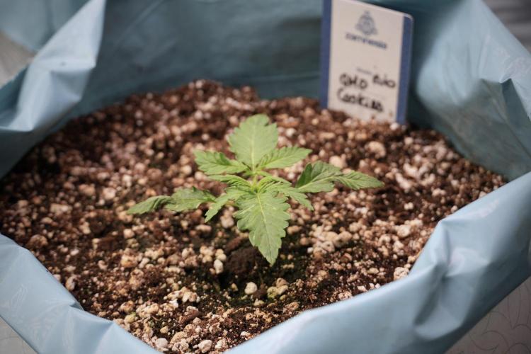 GMO Cookies Served with extra curiosity. Week 2 - GMO Cookies 