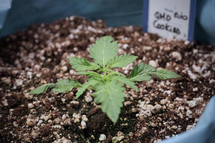 GMO Cookies Served with extra curiosity. Week 2 - GMO Cookies 