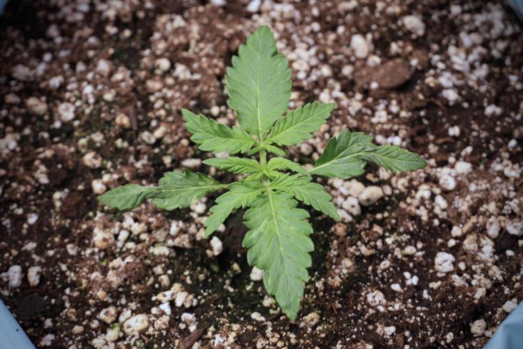 GMO Cookies Served with extra curiosity. Week 2 - GMO Cookies 