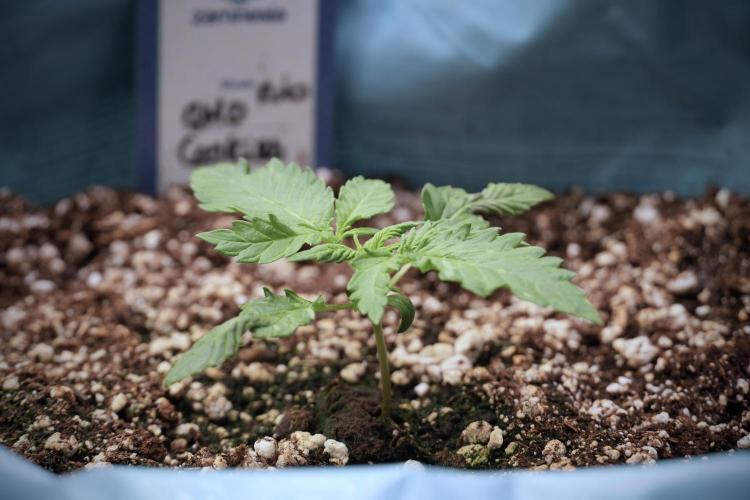 GMO Cookies Served with extra curiosity. Week 2 - GMO Cookies 