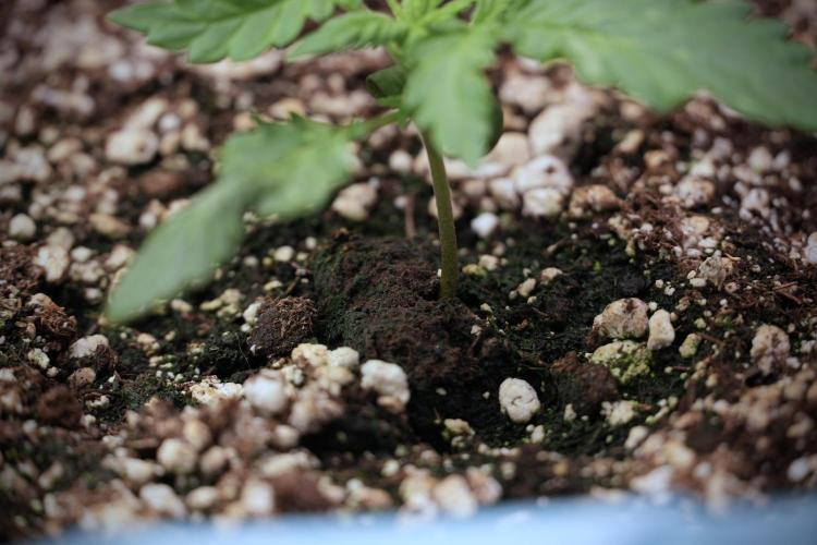 GMO Cookies Served with extra curiosity. Week 2 - GMO Cookies 