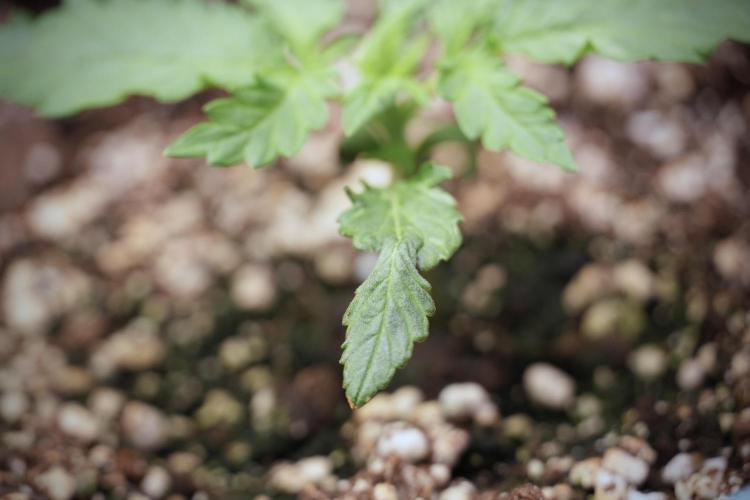 GMO Cookies Served with extra curiosity. Week 2 - GMO Cookies 