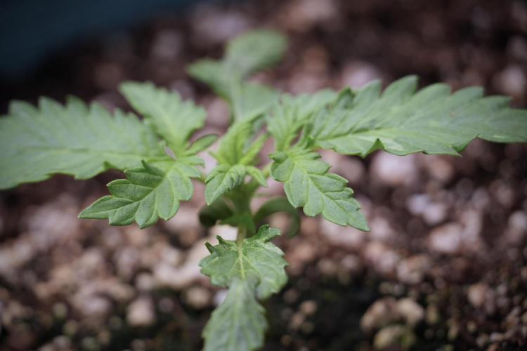GMO Cookies Served with extra curiosity. Week 2 - GMO Cookies 
