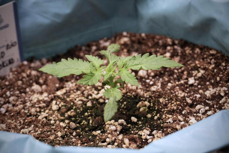 GMO Cookies Served with extra curiosity. Week 2 - GMO Cookies 