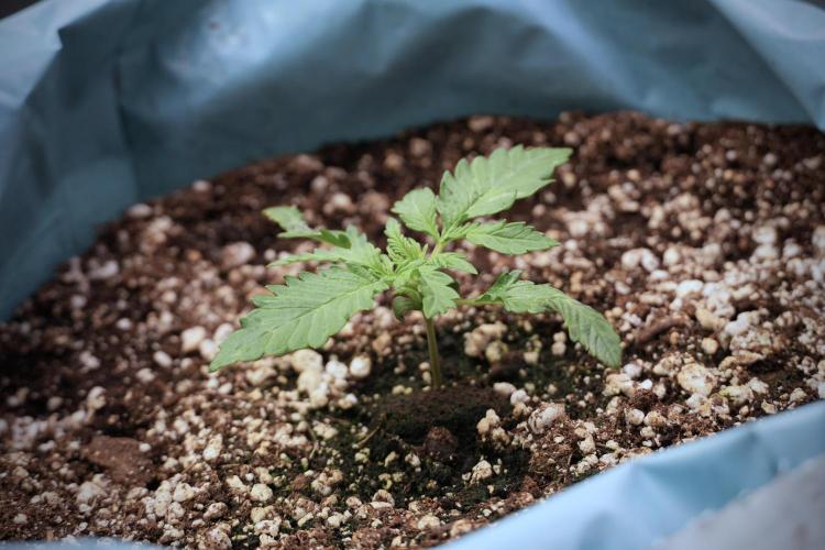 GMO Cookies Served with extra curiosity. Week 2 - GMO Cookies 