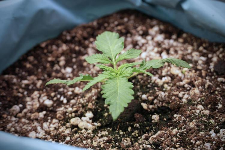 GMO Cookies Served with extra curiosity. Week 2 - GMO Cookies 