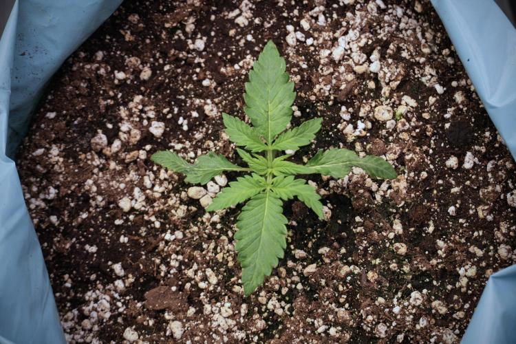 GMO Cookies Served with extra curiosity. Week 2 - GMO Cookies 