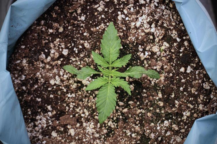 GMO Cookies Served with extra curiosity. Week 2 - GMO Cookies 