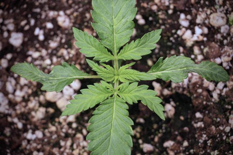 GMO Cookies Served with extra curiosity. Week 2 - GMO Cookies 