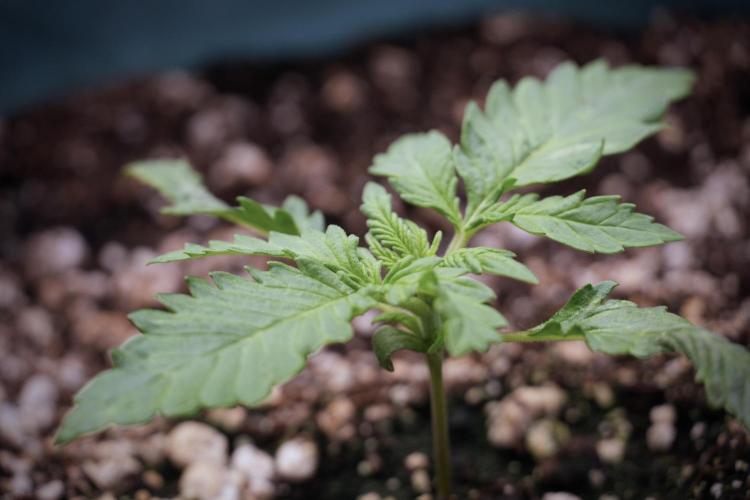 GMO Cookies Served with extra curiosity. Week 2 - GMO Cookies 