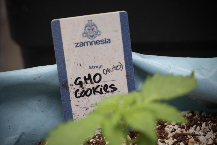 GMO Cookies Served with extra curiosity. Week 2 - GMO Cookies 