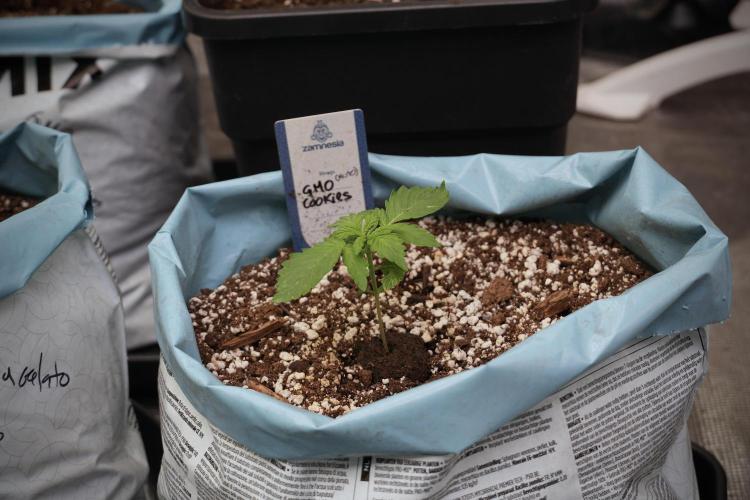 GMO Cookies Served with extra curiosity. Week 2 - GMO Cookies 