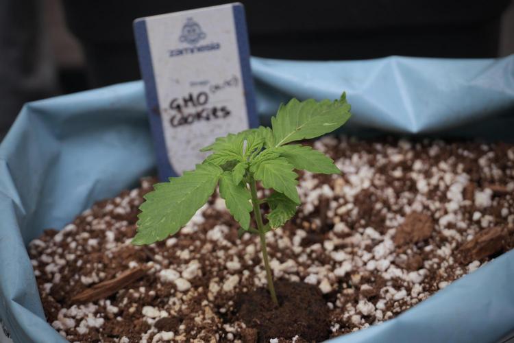 GMO Cookies Served with extra curiosity. Week 2 - GMO Cookies 