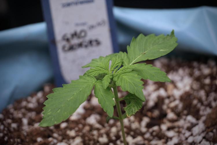 GMO Cookies Served with extra curiosity. Week 2 - GMO Cookies 