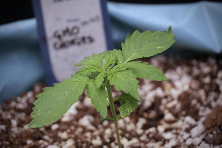 GMO Cookies Served with extra curiosity. Week 2 - GMO Cookies 