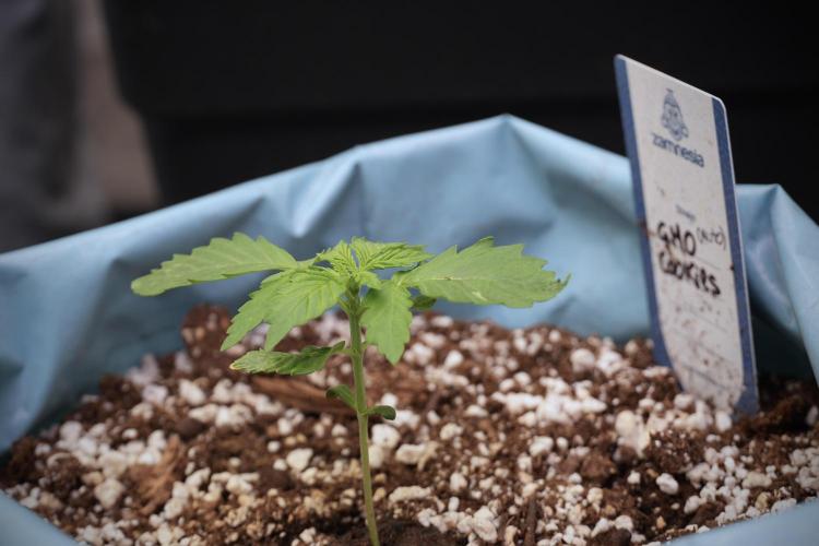 GMO Cookies Served with extra curiosity. Week 2 - GMO Cookies 