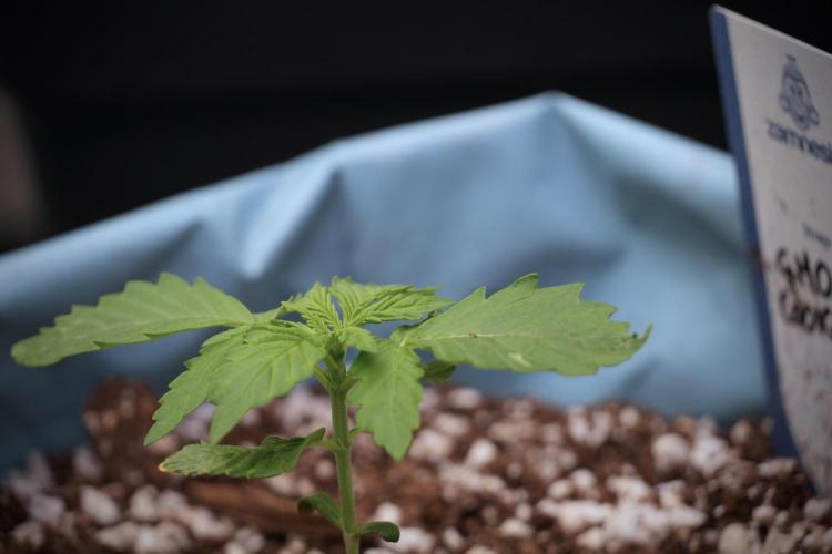 GMO Cookies Served with extra curiosity. Week 2 - GMO Cookies 