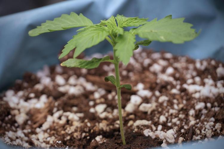 GMO Cookies Served with extra curiosity. Week 2 - GMO Cookies 