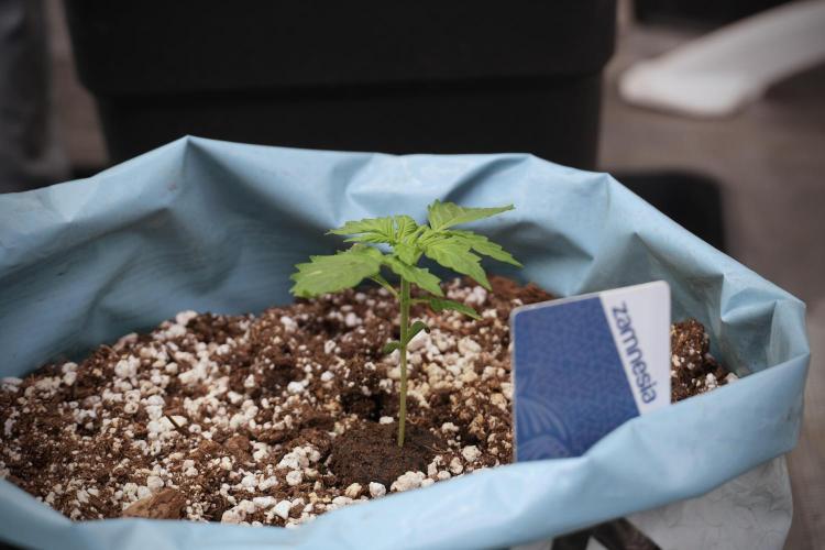 GMO Cookies Served with extra curiosity. Week 2 - GMO Cookies 